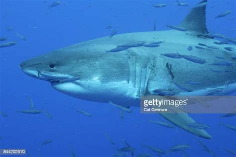 Shark Tracking Device Fotografías E Imágenes De Stock Getty Images