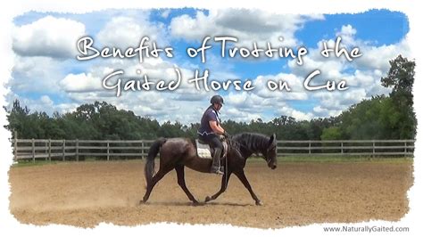 Why Trot A Gaited Horse Tennesseewalkinghorse Youtube