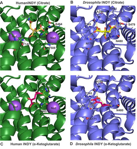 Close up view of proposed binding sites for citrate and α ketoglutarate