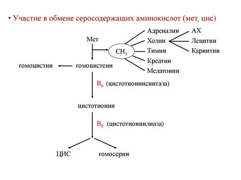Обмен и функции витаминов. Лекция №12 - презентация онлайн