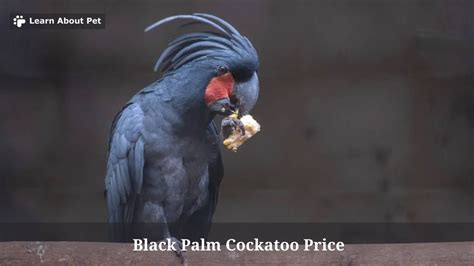 Black Palm Cockatoo Price 9 Interesting Facts 2023