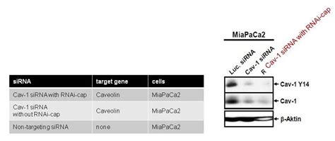 riboxx RNA Technologies - Better silencing with RNAi-cap 