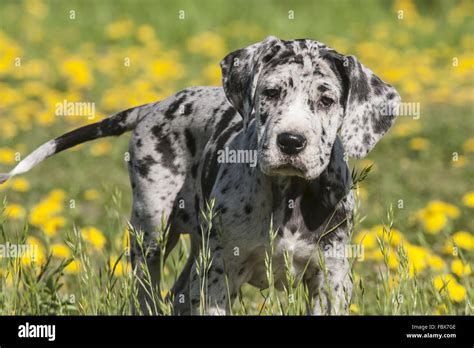 Great Danes Dog Puppy Stock Photo Alamy