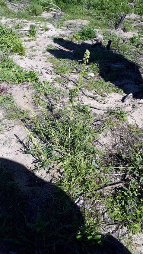 Wild Mignonette From 26 Foxglove Cir Belhar 3 Cape Town 7493 South