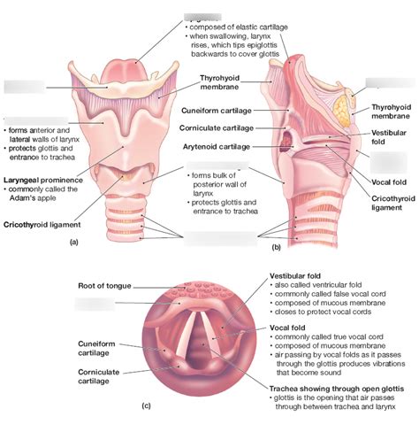 Mid Sagittal View Of Larynx