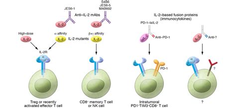 Targeting Il 2 Signaling For Cancer Therapy High Dose Il 2 May