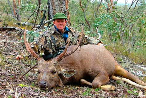 Sambar Stag Hunting In Australian Alps Victoria