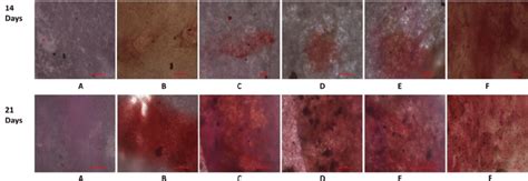 Alizarin Red S Staining Of Layer By Layer Scaffolds After 14 Days And