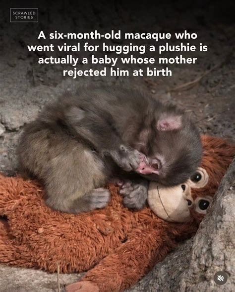 The obituaries citizens voice stories that went viral 7