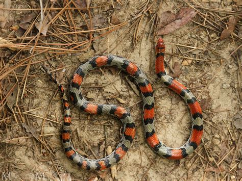 Northern Scarlet Snake A Naturalists Journey