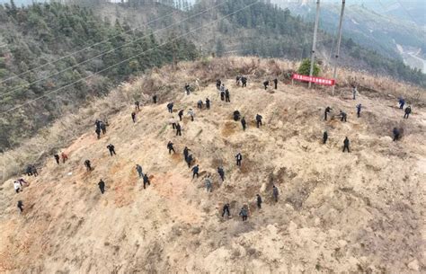 天柱：新春植树为大地添新绿活动义务生态化