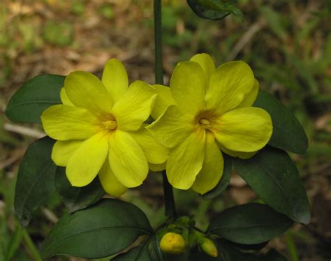 Jasminum Nudiflorum Winter Jasmine Growing Guide