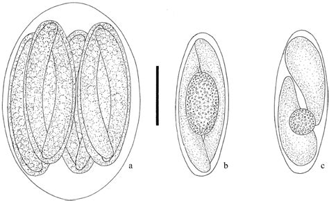 Diagrammatic Illustration Of The Oöcyst And Sporocysts Of Goussia