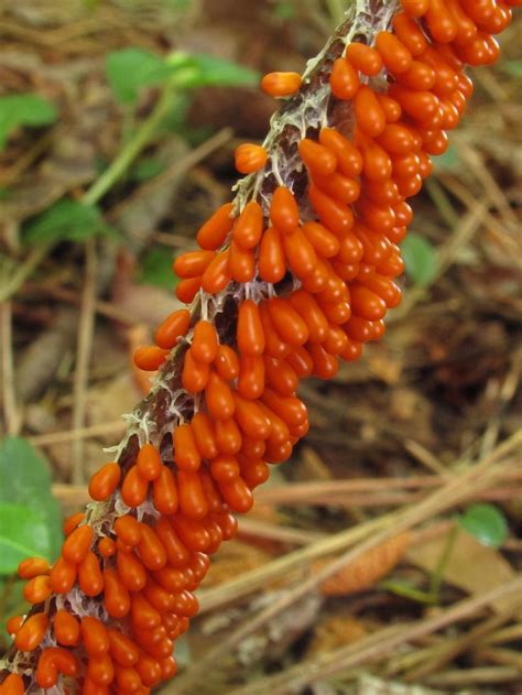 Leocarpus Fragilis Bunched Arrowhead Heritage Preserve Greenville