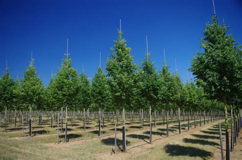 Tilia Cordata Rancho Tree Hillier Trees