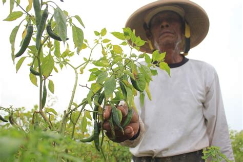 Bantul Dilanda Kekeringan Bagaimana Nasib Petani Hariane