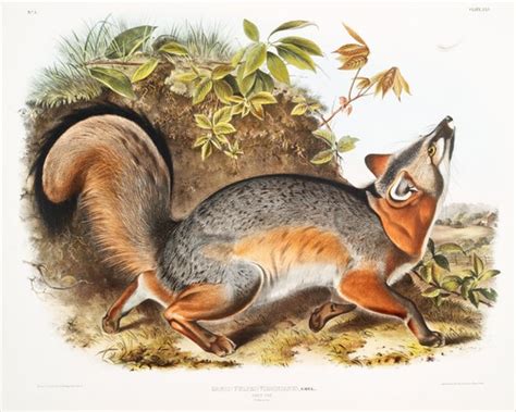 Audubon Grey Fox Art Print Gray Fox Painting Vintage Etsy