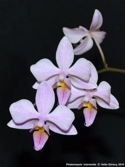 Orchids, Phalaenopsis, Aphrodite