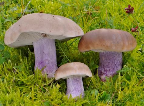 Čirůvka dvoubarvá - Lepista personata | www.ohoubach.cz