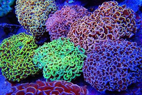 Hammer Coral For Sale (Euphyllia ancora). TOP Care facts. Reefs4Less.com