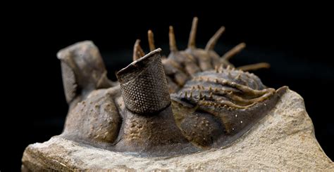 Unique Trilobite Trident Could Be The Oldest Evidence Of Male Sexual