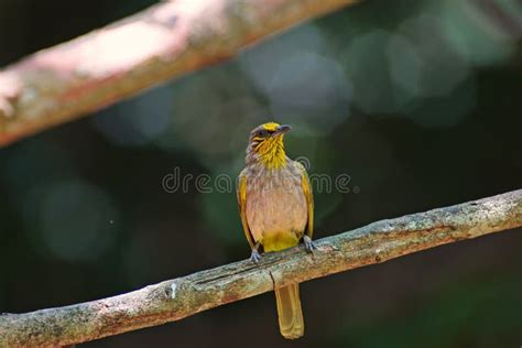 Birds Relaxing in Natural Forest Stock Image - Image of starling ...