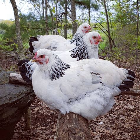 Olive Egger Chickens Enchanting Green Egg Laying Chicken Breeds Artofit