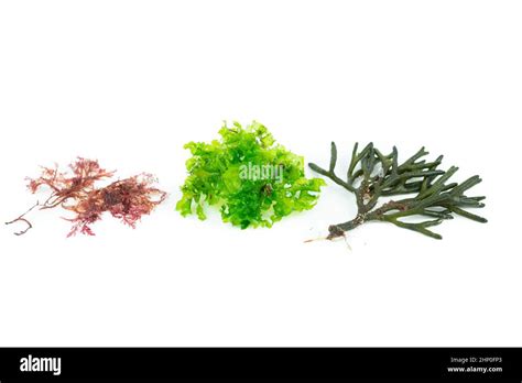 Three different species of algae on white background. Codium tomentosum ...