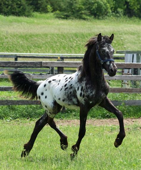 8 best images about Ghost Friesian Appaloosa cross **FOR SALE** on ...