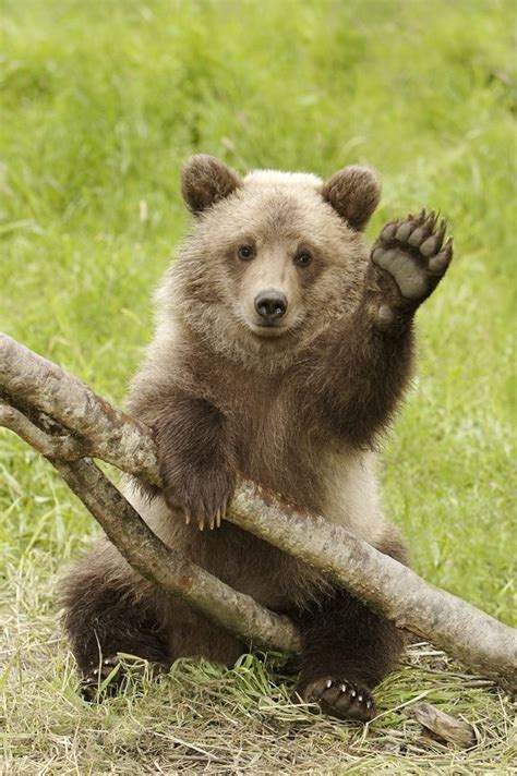 Brown Bear Holding Tree Branch