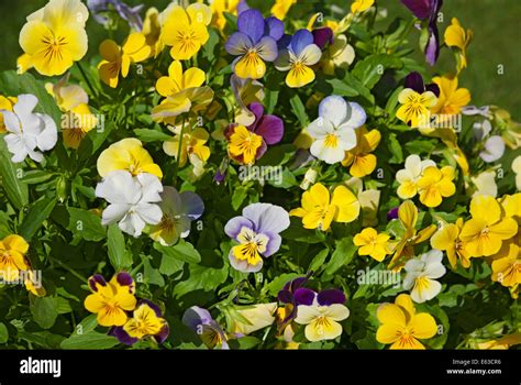 Colorful Violas Hi Res Stock Photography And Images Alamy