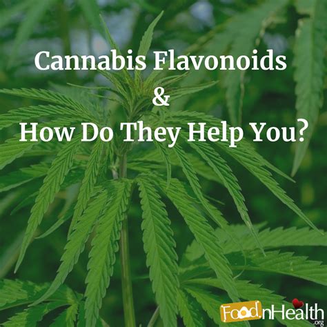 What Are Cannabis Flavonoids How Do They Help You Food N Health