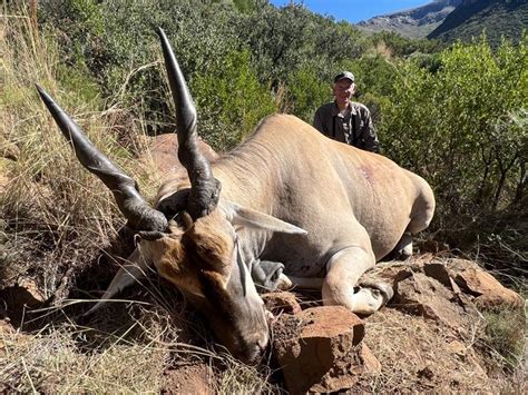 Hunting Eland South Africa