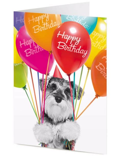 Happy Birthday Black And White Miniature Schnauzer Dog With Colourful