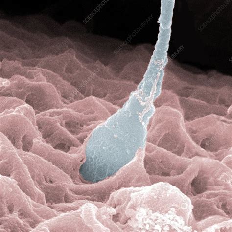 Fertilisation Sem Stock Image P Science Photo Library