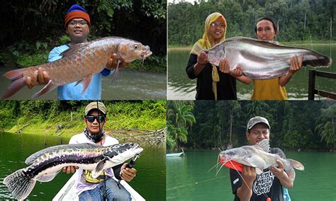 Ikan Arapaima Di Tasik Kenyir