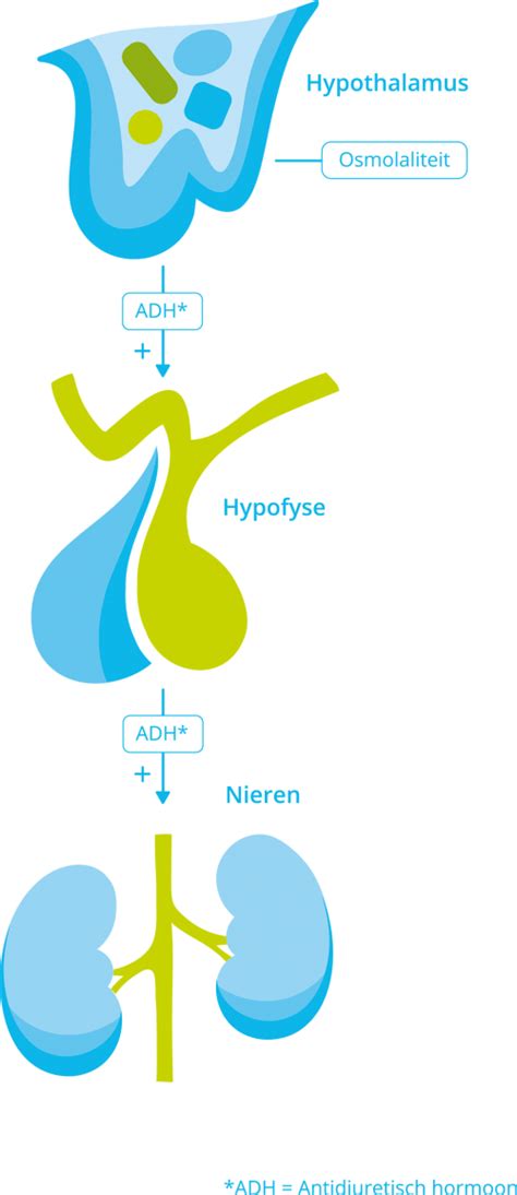 Wat houdt de aandoening diabetes insipidus (DI) in | Hypofyse.nl