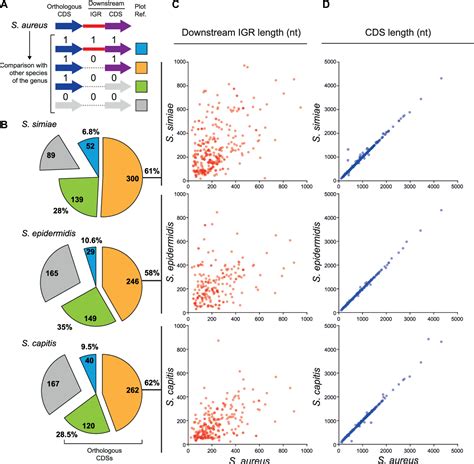 Figure From Differential Evolution In Utrs Leads To Specific Gene