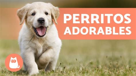 Consejos Para Elegir La Mascota Ideal Para Tu Hogar Perros Y Otras