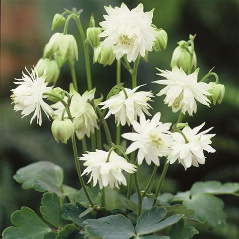 Aquilegia Lime Sorbet Seeds from Mr Fothergill's Seeds and Plants