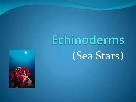 Ppt Echinoderms Powerpoint Presentation Free Download Id 2066165