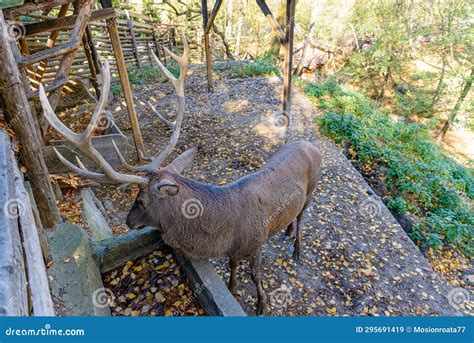 Adult Deer In Captivity Stock Image Image Of Hunting