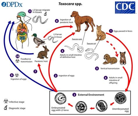 Parasitology Lecture Lesson 2 Phasmids Toxocara Spp Flashcards