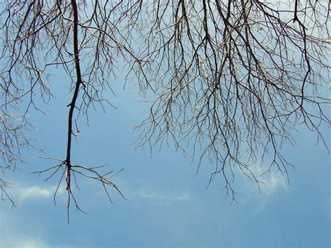 Trees Against Sky Free Photo Download Freeimages