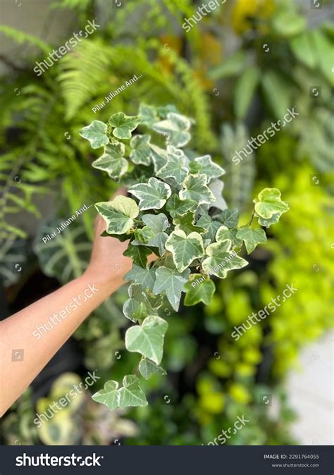 6 Small Shelf Hanging Ivy Images, Stock Photos & Vectors | Shutterstock