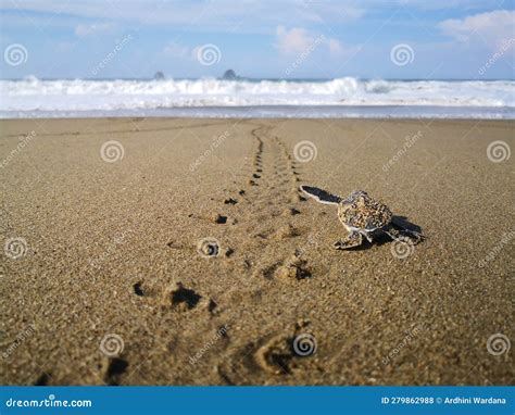 Turtle Footprint