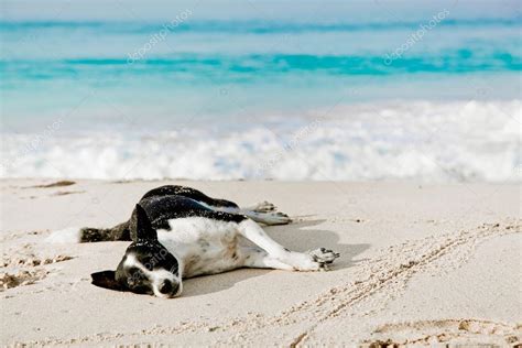 Perro Durmiendo En La Playa Fotograf A De Stock Danilchenko