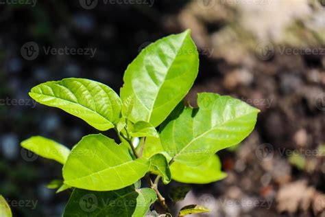 Bela Vista Das Folhas Das Plantas Expostas Ao Orvalho Da Manh