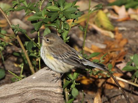 Yellow Rumped Warblers And Yellow Rumped Warblers