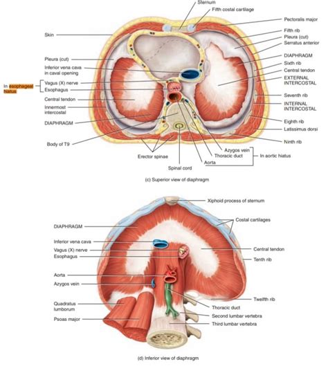 [solved] Does The Vegas Nerve Travels Through The Esophageal Hiatus At The Course Hero